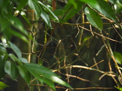 Orolestes selysi
