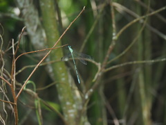 Orolestes selysi