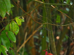 Orolestes selysi