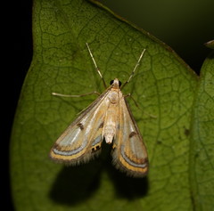 Tetrernia teminitis