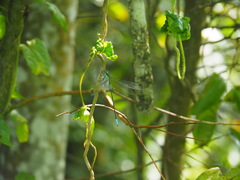 Orolestes selysi
