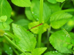 Agriocnemis femina oryzae