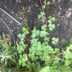 Oxalis corniculata