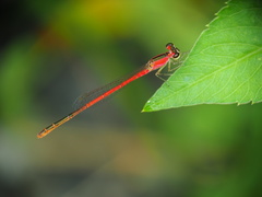 Agriocnemis femina oryzae