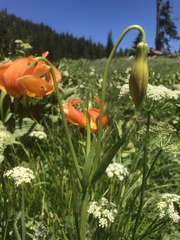 Lilium pardalinum shastense
