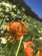Lilium pardalinum shastense