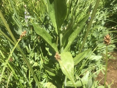 Lilium pardalinum shastense