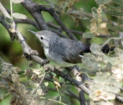 Polioptila bilineata