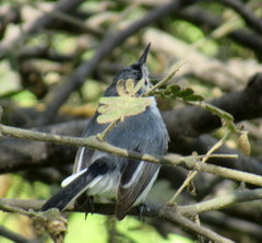 Polioptila bilineata