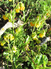 Hermannia scordifolia