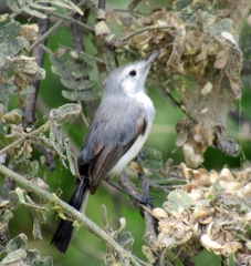 Polioptila bilineata