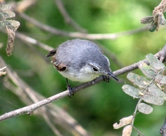 Polioptila bilineata