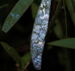 Dialeuropora decempuncta