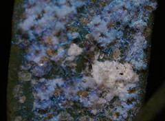 Dialeuropora decempuncta