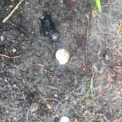 Bradybaena similaris