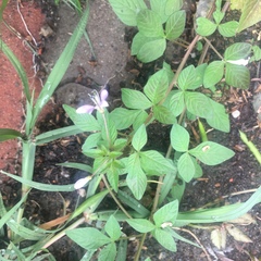 Cleome rutidosperma