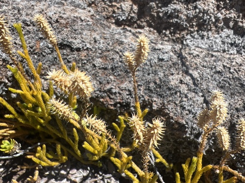 Lycopodium venustulum