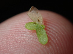Lemna perpusilla