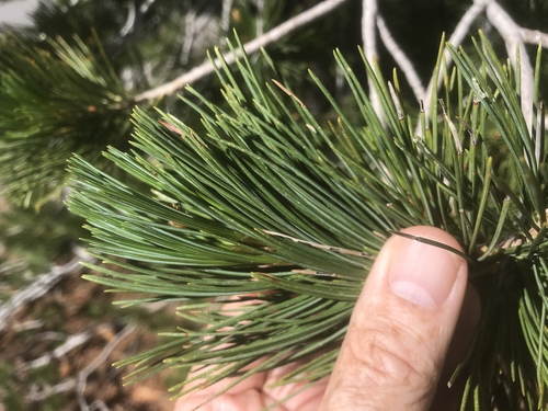 iNaturalist observation 2019-08-14