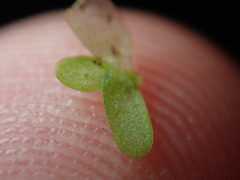 Lemna perpusilla