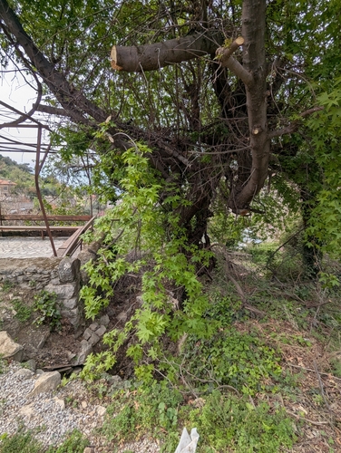 Image of Liquidambar orientalis by no rights reserved