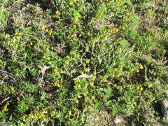 Hermannia scordifolia