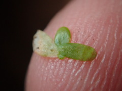 Lemna perpusilla