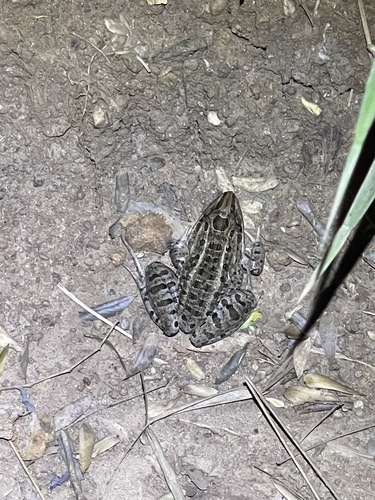 Miranda's White-lipped Frog
