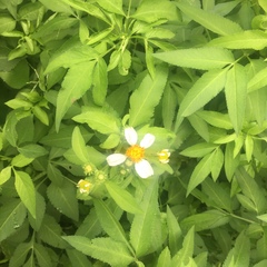 Bidens alba