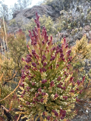 Exocarpos, 2025-04-02