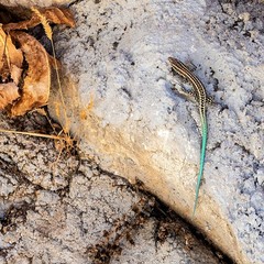 Anatololacerta pelasgiana