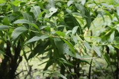 Decodon verticillatus