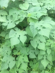 Broussonetia papyrifera