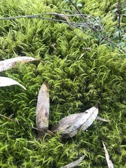 Dicranoloma menziesii