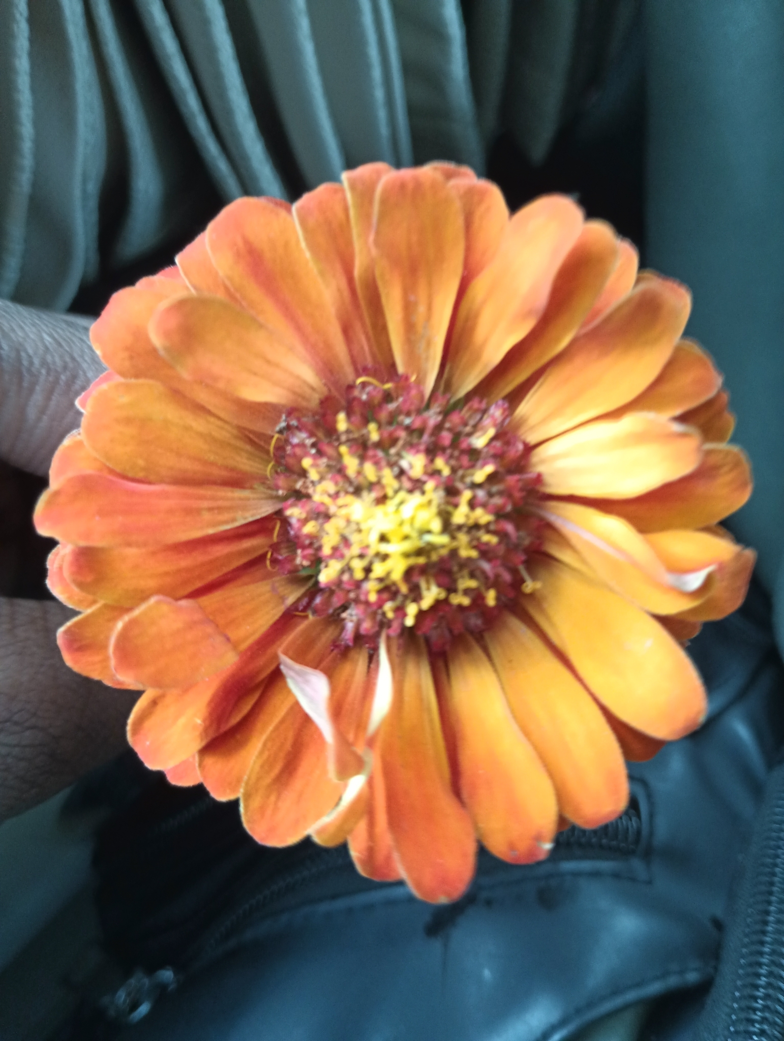 Zinnia elegans — ảnh 3