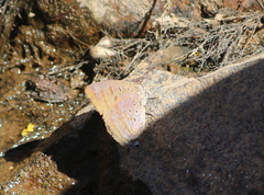 Arhopala eupolis