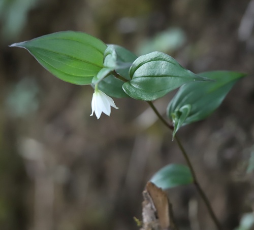 Disporum cantoniense observed 2025-03-24