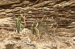 Pancratium maritimum