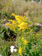 Solidago gigantea