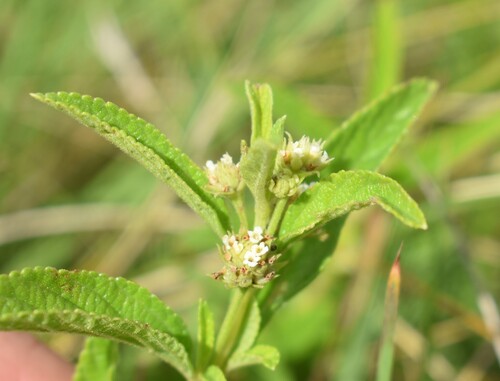 Image of Lippia javanica by (c) Justin Ponder, some rights reserved (CC BY)