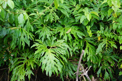Split Leaf Climber