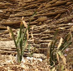 Pancratium maritimum