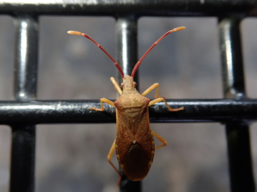 Photo of Box Bug (Gonocerus acuteangulatus)