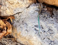 Anatololacerta pelasgiana