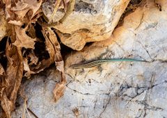 Anatololacerta pelasgiana