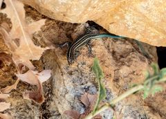 Anatololacerta pelasgiana