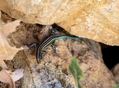 Anatololacerta pelasgiana