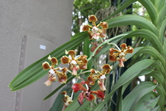 Vanda tricolor