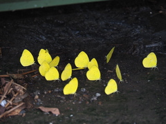 Eurema blanda arsakia