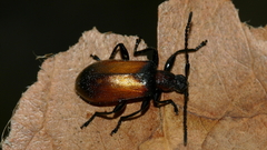 Ecnolagria rufescens